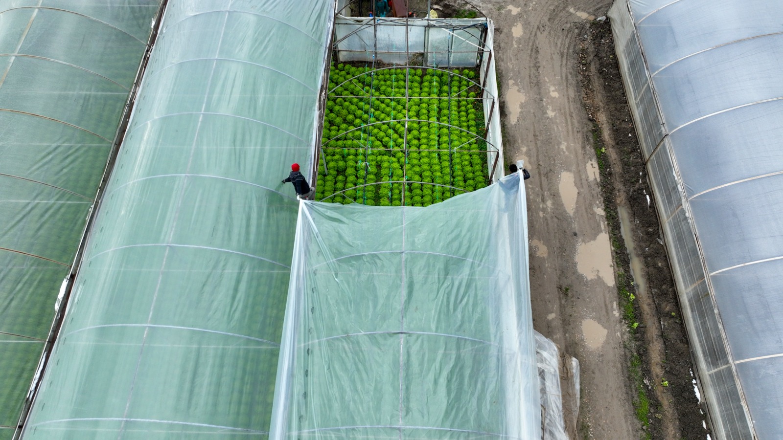 Whatsapp Image 2026 01 15 At 16.19.07