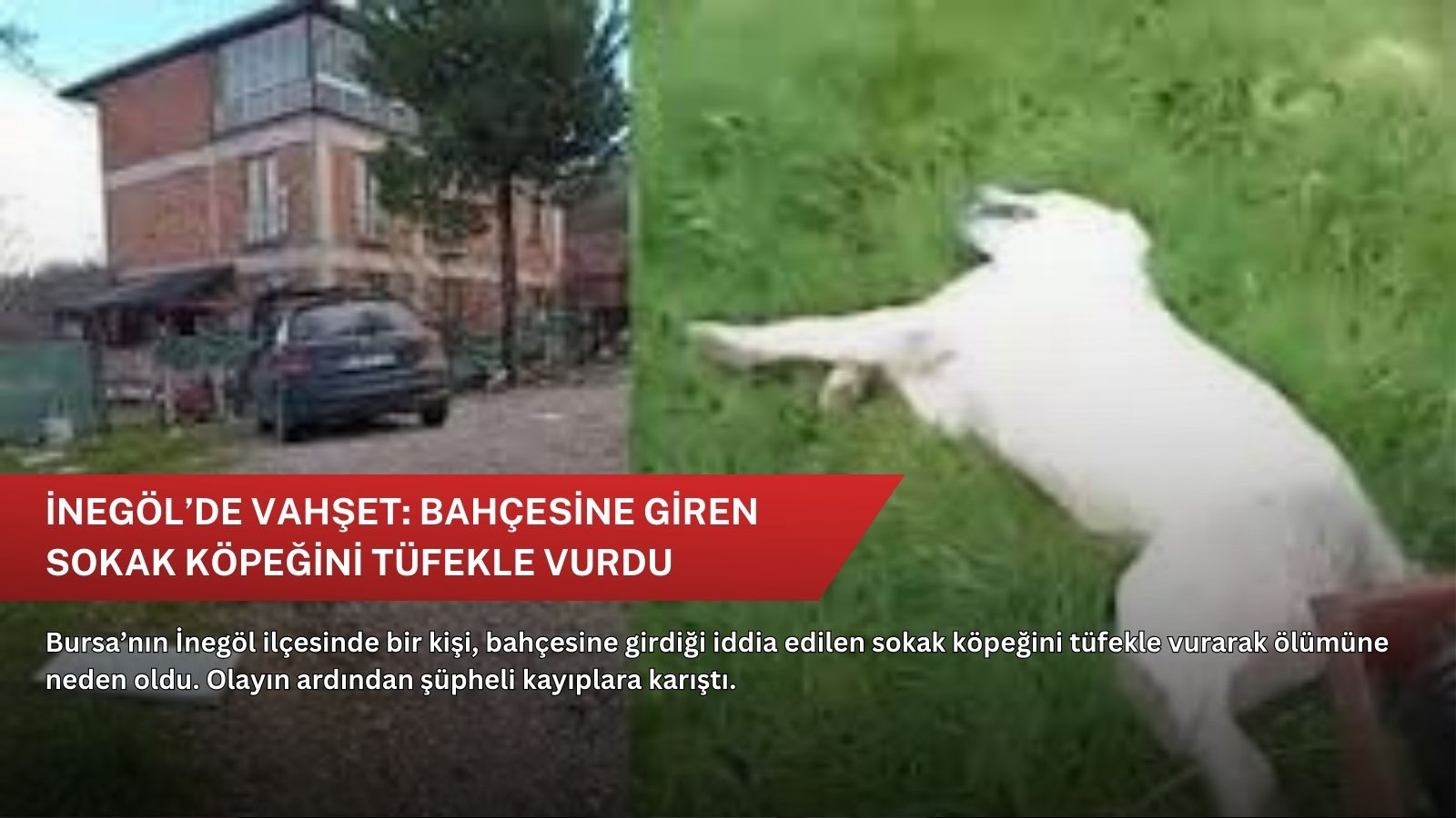 İnegöl’de vahşet: Bahçesine giren sokak köpeğini tüfekle vurdu