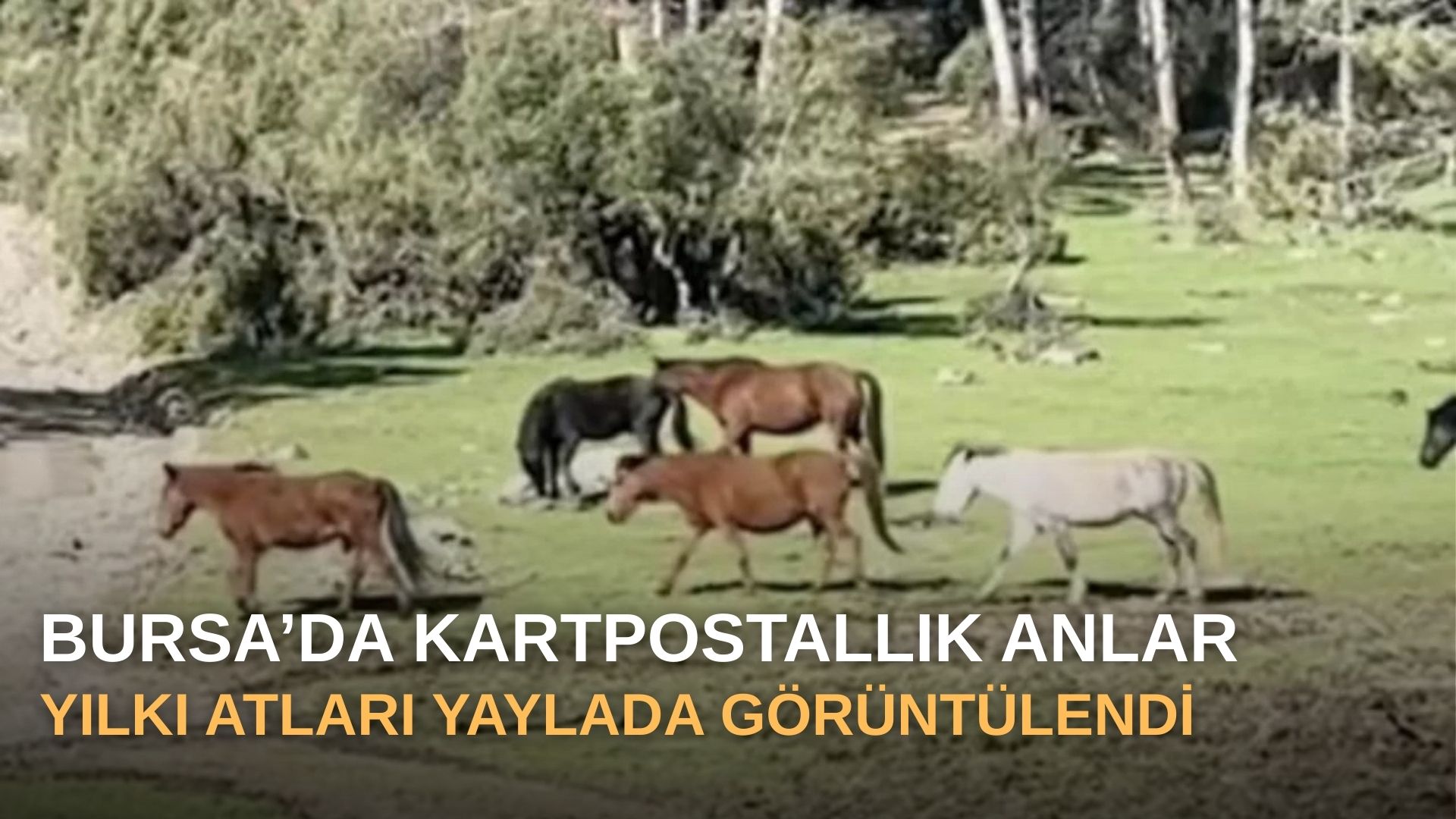 Bursa’da kartpostallık anlar: Yılkı atları yaylada görüntülendi