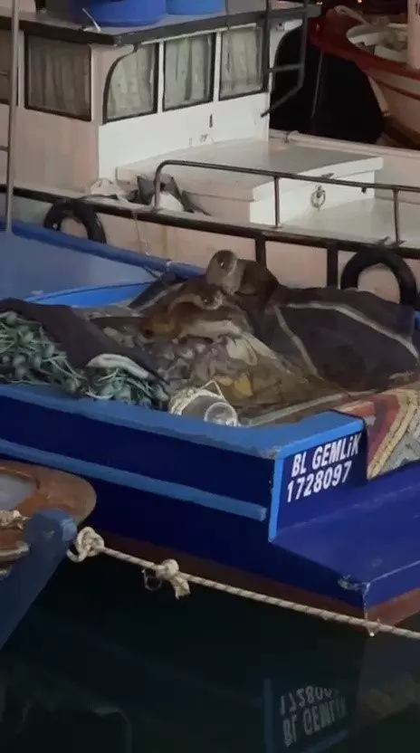 5N Am W 1773124155 6583