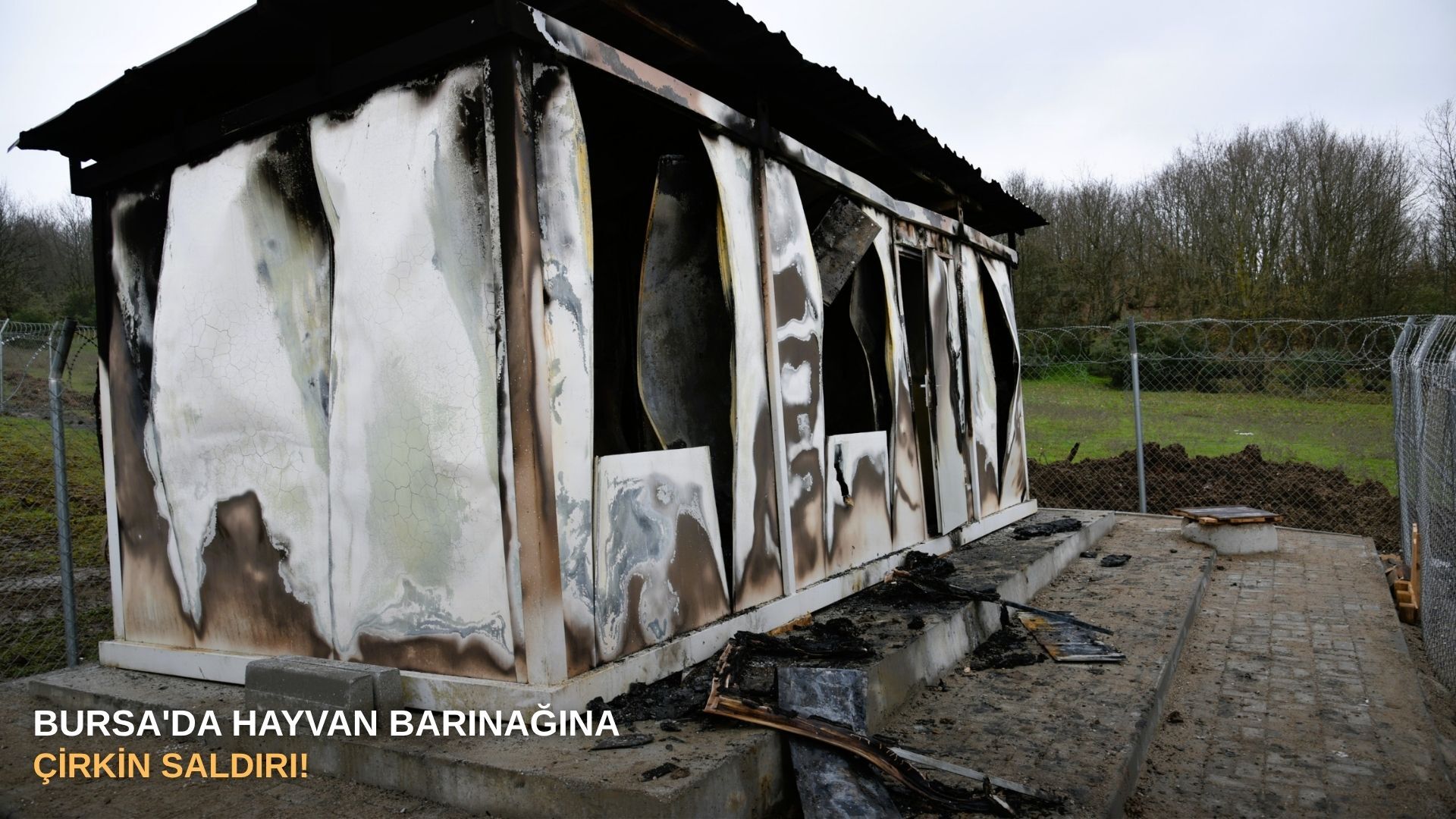Bursa'da hayvan barınağına çirkin saldırı!