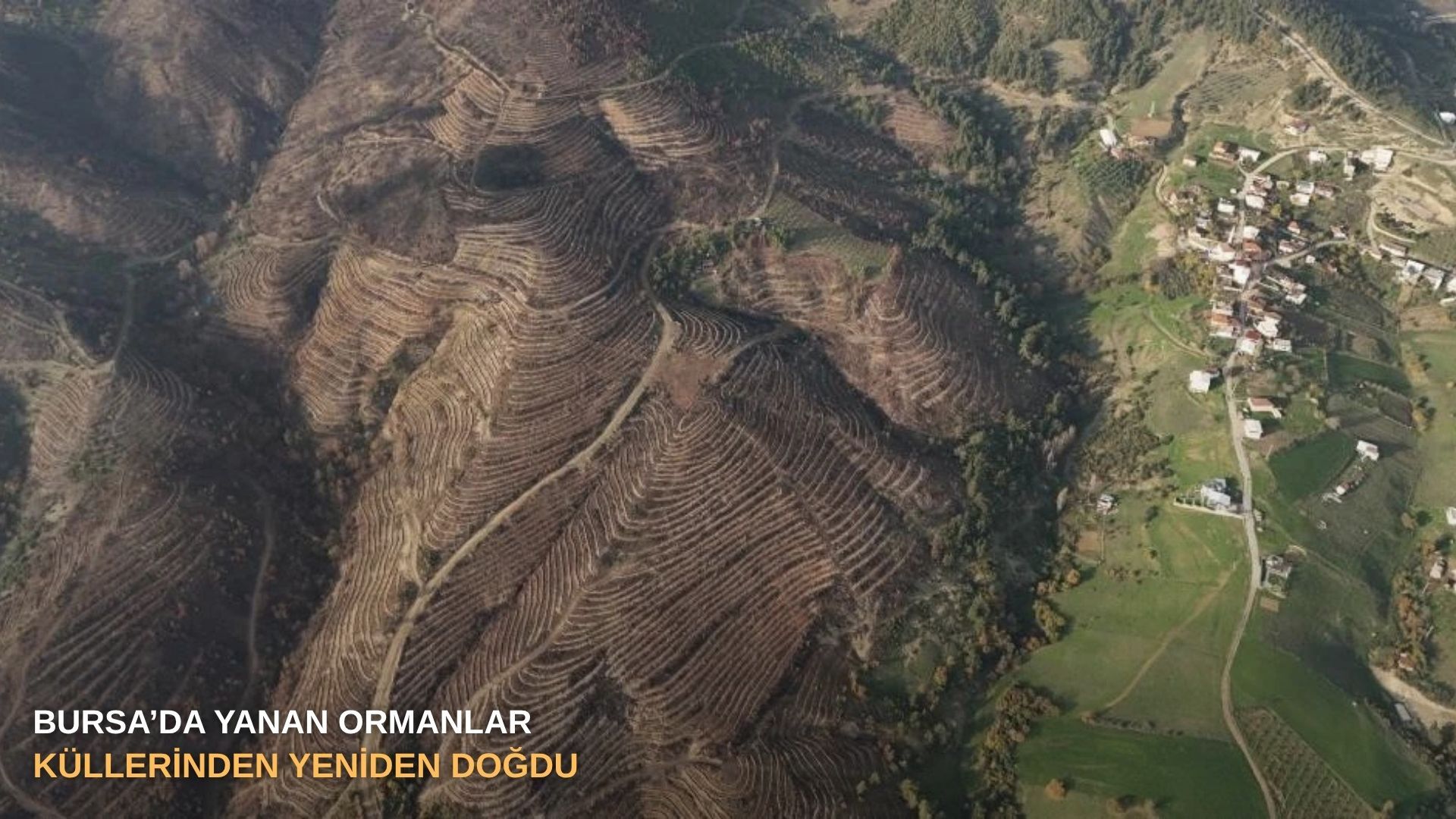 Bursa’da yanan ormanlar küllerinden yeniden doğdu