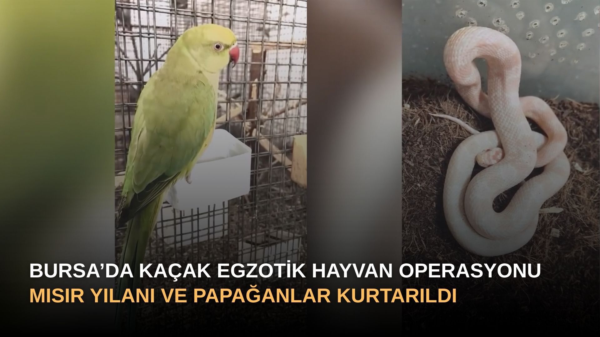 Bursa’da Kaçak Egzotik Hayvan Operasyonu: Mısır Yılanı ve Papağanlar Kurtarıldı!