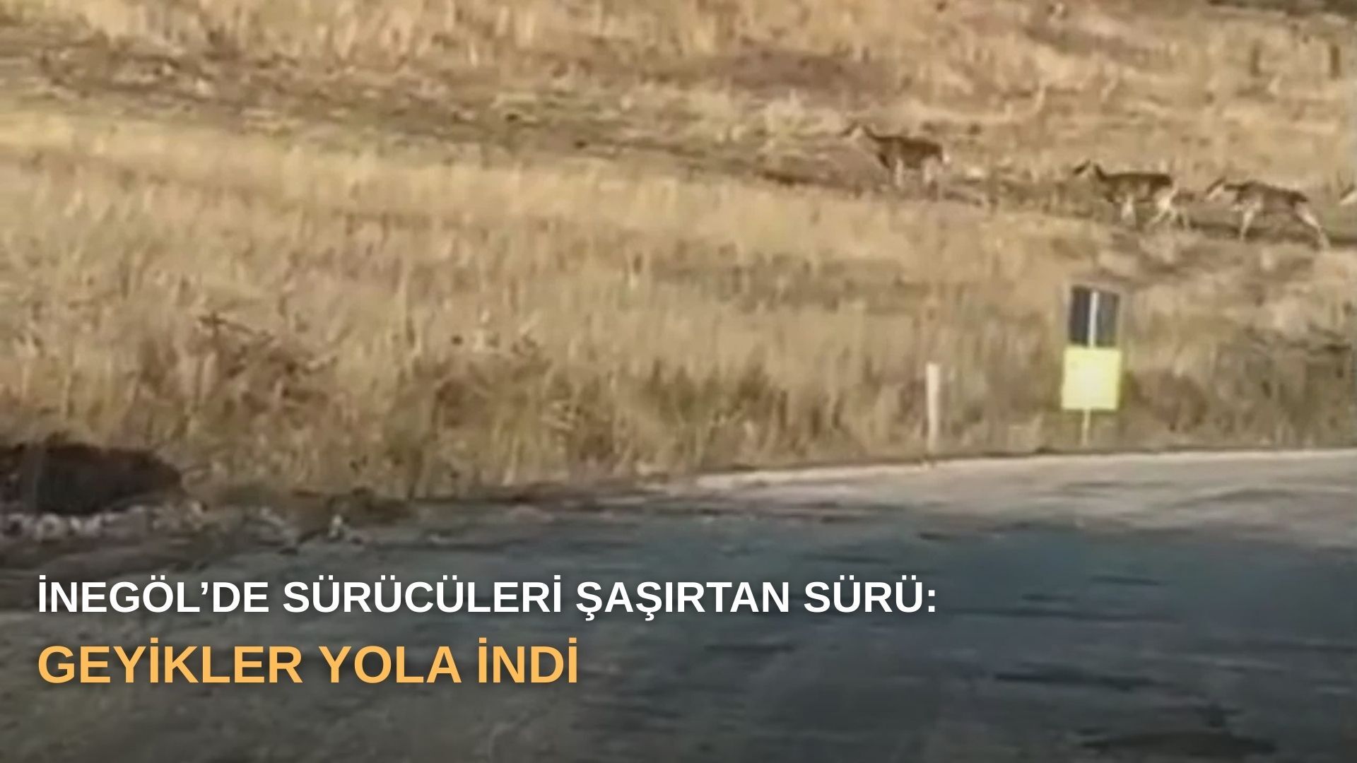 İnegöl’de sürücüleri şaşırtan sürü: Geyikler yola indi