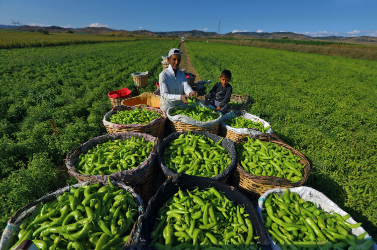 5 1775044618 747 X750 (1)