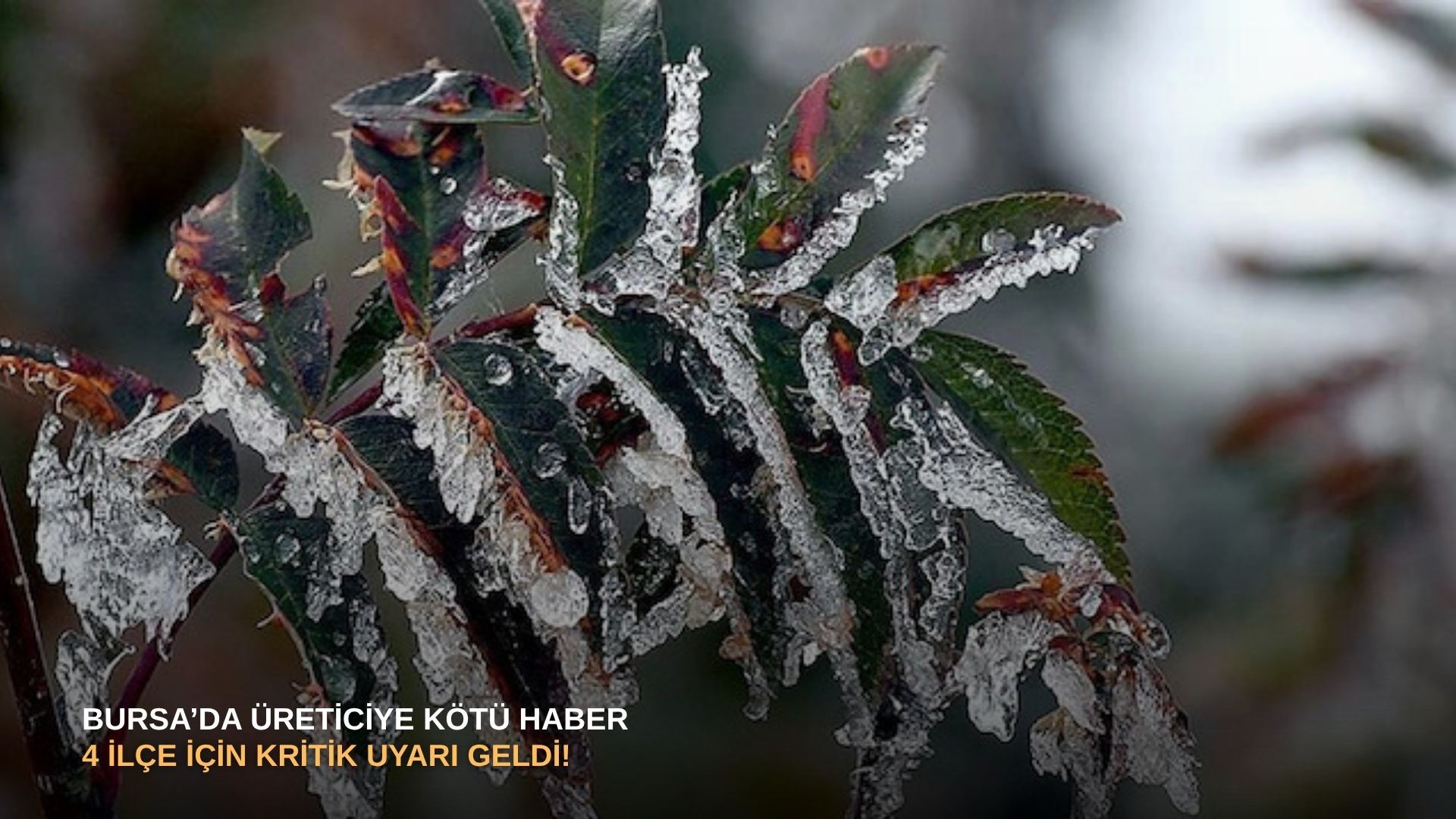 Bursa’da üreticiye kötü haber: 4 ilçe için kritik uyarı geldi!