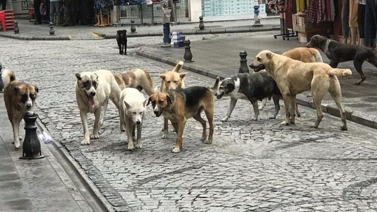Bakanlıkta "Temizlik" Operasyonu: Sokaklarda Artık Hiçbiri Kalmayacak!