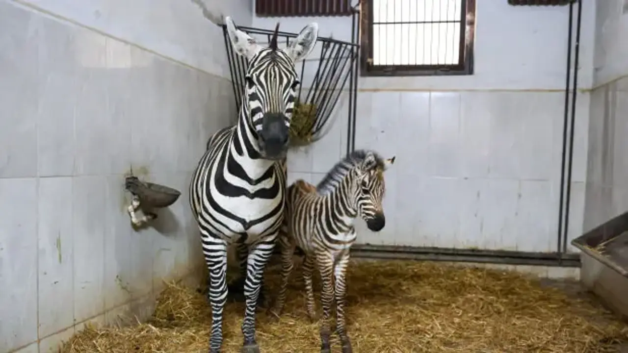 Bursa Hayvanat Bahcesinde Zebra Ailesi Buyuyor 1783835318 0689