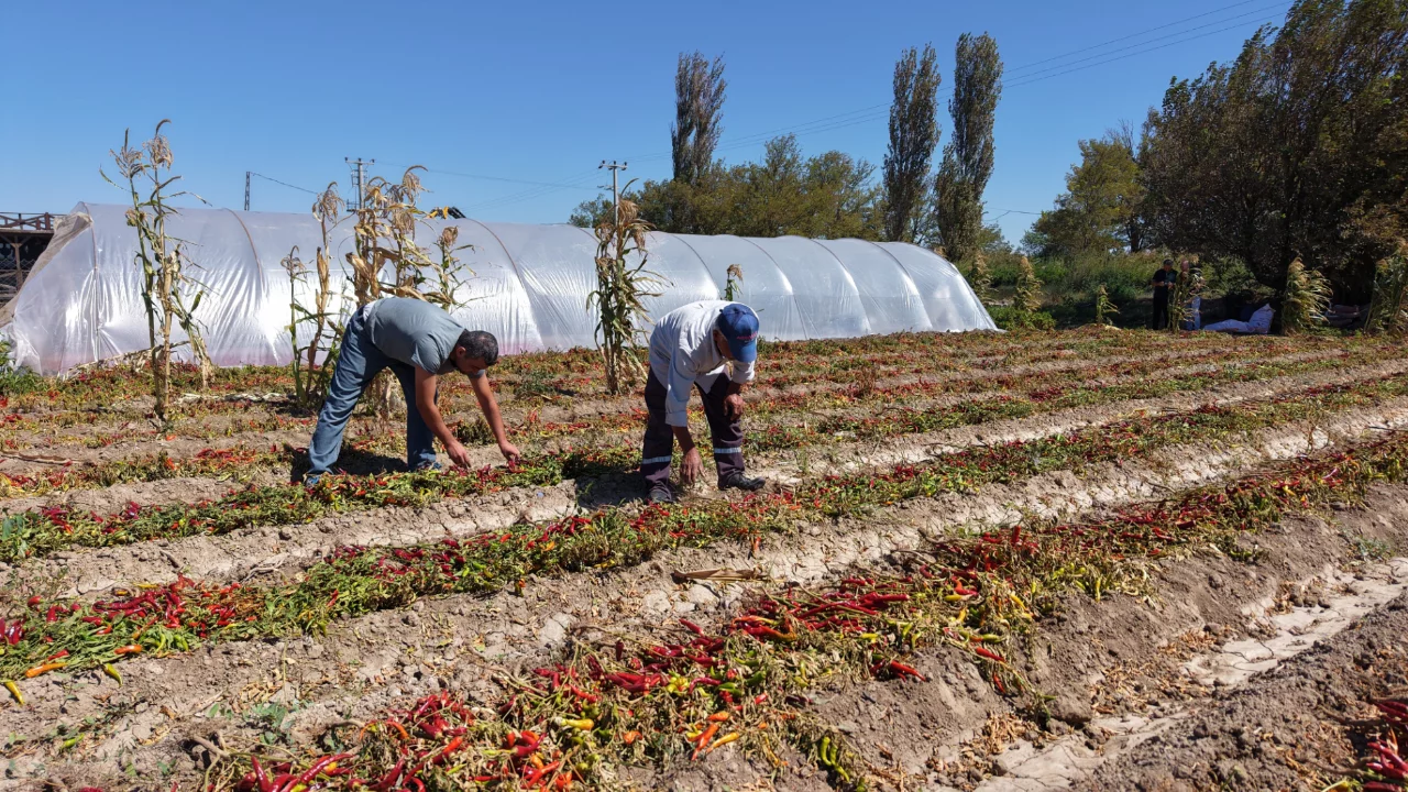 Bursa’da zarar eden çiftçinin yeni kazancı şaşırtıyor! Kilosu 400 liradan satılıyor