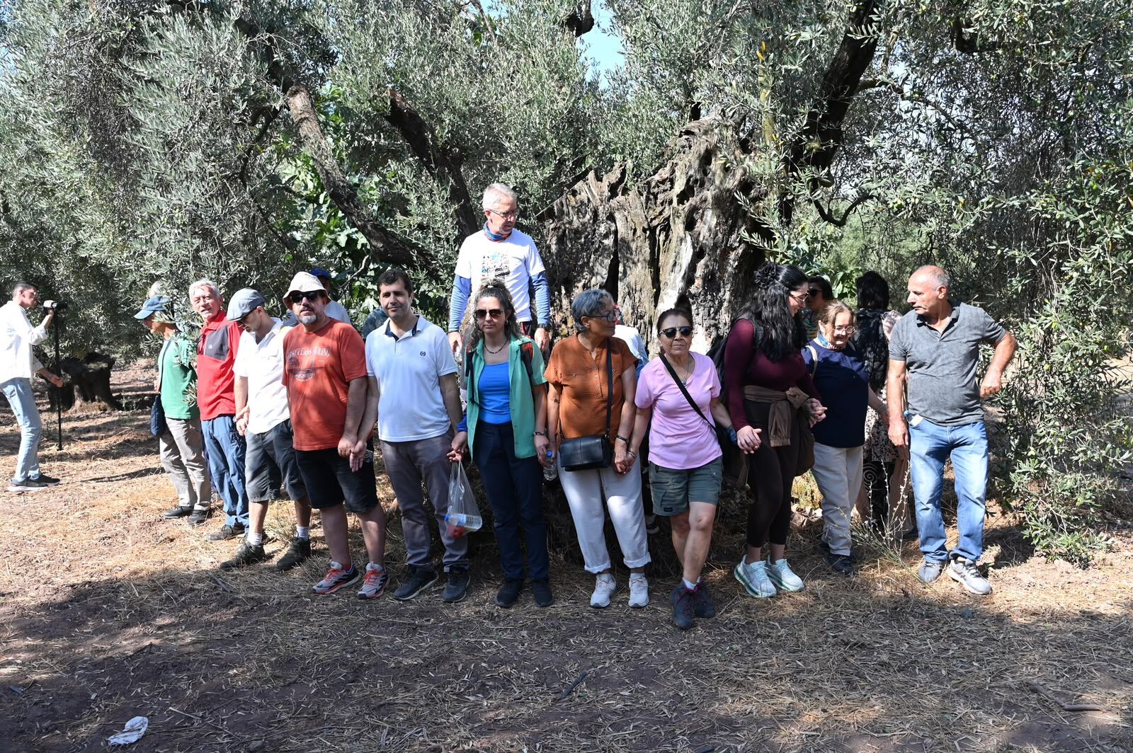 Gemlik'te Zeytin Ağacı 1500 Yıldır Meyve Veriyor (1)