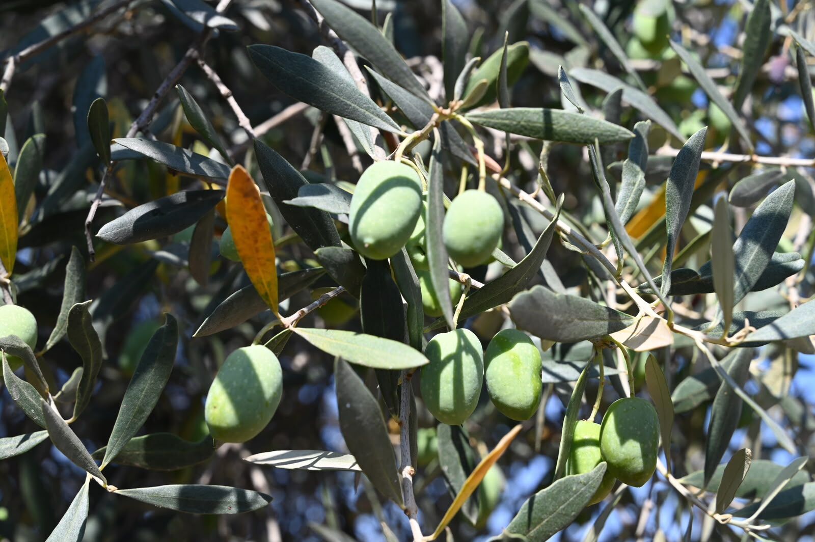 Gemlik'te Zeytin Ağacı 1500 Yıldır Meyve Veriyor (6)