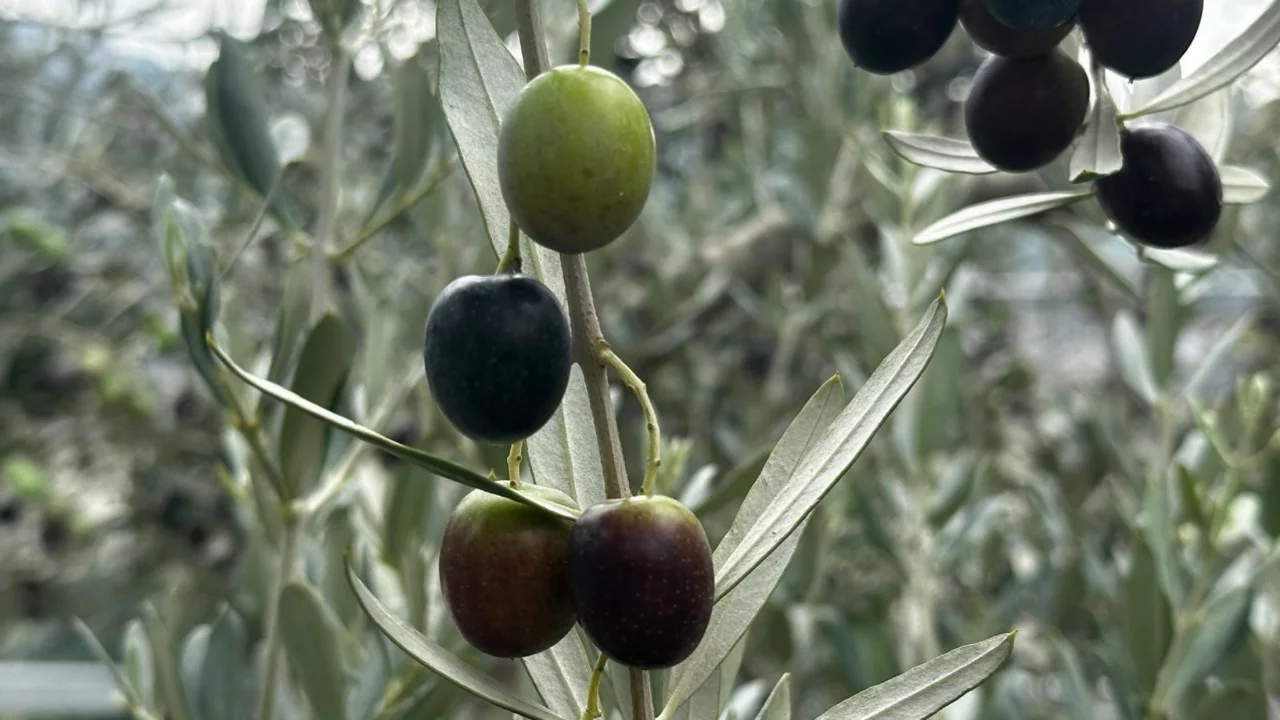 Bursa’da zeytin rekoltesi açıklandı! 290 bin tonluk üretim bekleniyor