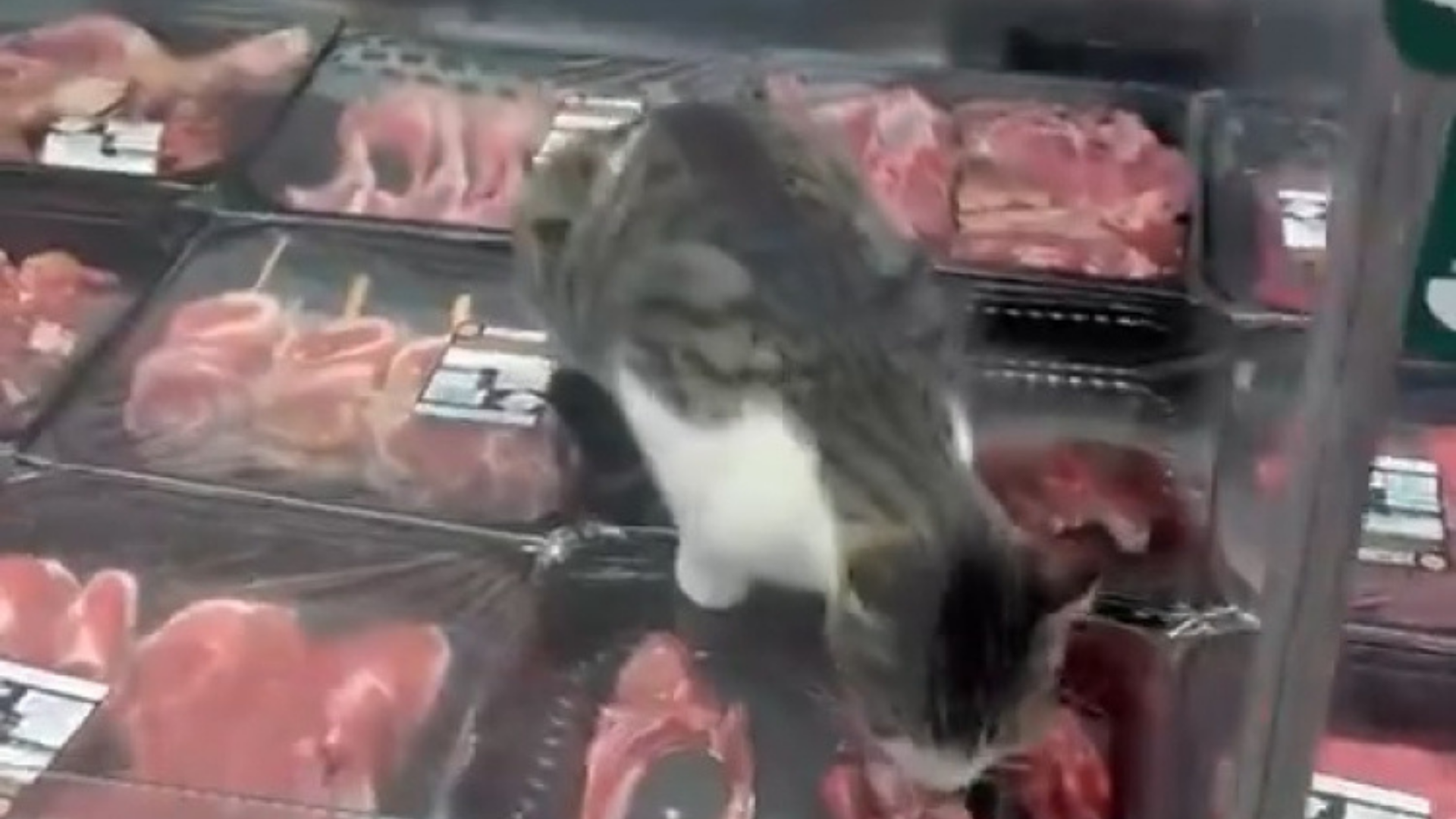 Bursa’da kasap reyonuna kedi girdi! Yaptığı görenleri şaşırttı