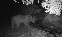 Bilecik’te fotokapana sürpriz misafirler geldi