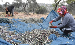 Bursa Ziraat Odaları zeytin toplama ücretini belirledi