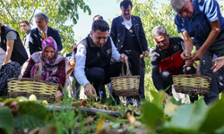 Bilecik ceviz üretiminde Türkiye 3’üncüsü