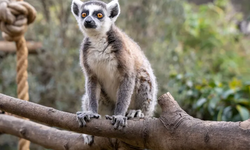 Lemur türlerine dikkat !