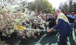 Zeytin Hasat kutlaması heyecanı