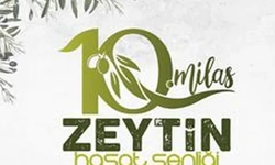 Milas'ta zeytin hasat şenliği için geri sayım başladı