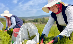 TABİP'te sezonun hasadı tamamlandı