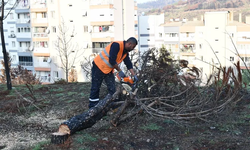 İzmir Çiğli yangın izlerini siliyor!