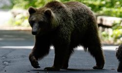 Rusya'da ayı saldırısına uğrayan bir kişi hayatını kaybetti