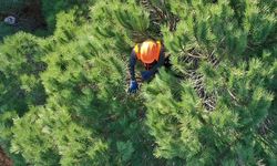 Orman Genel Müdürlüğü 262 daimi işçi alacak