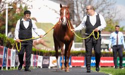 TİGEM 15 safkan Arap koşu tayı satacak