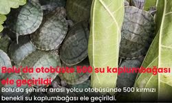 Bolu'da otobüste 500 su kaplumbağası ele geçirildi