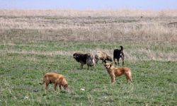 Söke'de başıboş köpeklerin saldırdığı 2 koyun telef oldu