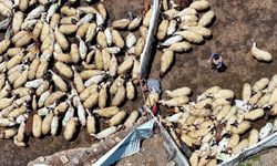 Tarımda dijital dönüşümle gençler çiftçiliğe teşvik edilecek