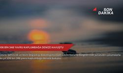 106 bin 348 yavru kaplumbağa denize kavuştu