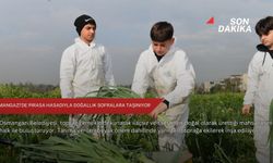 Osmangazi’de pırasa hasadıyla doğallık sofralara taşınıyor