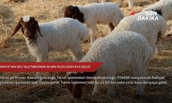 Türkiye'nin dev işletmesinde 60 bin kuzu dünyaya geldi