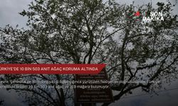 Türkiye'de 10 bin 503 anıt ağaç koruma altında