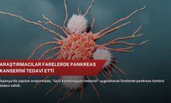 Araştırmacılar farelerde pankreas kanserini tedavi etti
