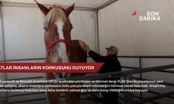 Atlar insanların korkusunu duyuyor
