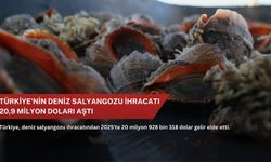 Türkiye'nin deniz salyangozu ihracatı 20,9 milyon doları aştı
