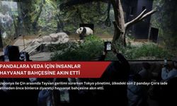 Pandalara veda için insanlar hayvanat bahçesine akın etti