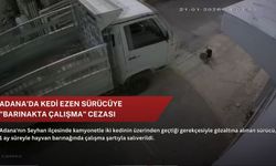 Adana'da kedi ezen sürücüye "barınakta çalışma" cezası