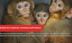Bursa’da 3 makak yavrusu kurtarıldı