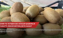 İznik’te yetişen dev kiviler şaşkınlık yarattı: Rekor büyüklükte hasat