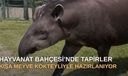 Hayvanat Bahçesi'nde tapirler kışa meyve kokteyliyle hazırlanıyor