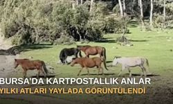 Bursa’da kartpostallık anlar: Yılkı atları yaylada görüntülendi