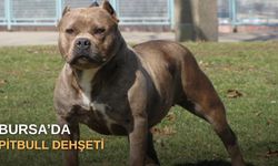 Bursa’da pitbull dehşeti