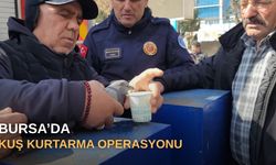 Bursa'da kuş kurtarma operasyonu