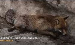 Uludağ Yolunda Yaralanan Tilki Kurtarıldı