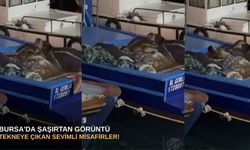 Bursa'da şaşırtan görüntü: Tekneye çıkan sevimli misafirler!