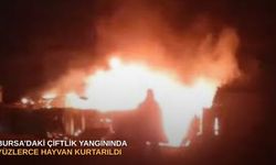 Bursa’daki çiftlik yangınında yüzlerce hayvan kurtarıldı