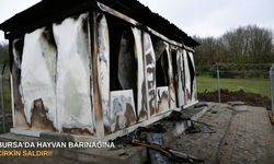 Bursa'da hayvan barınağına çirkin saldırı!